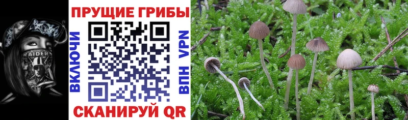 Купить где  Макаров  Галлюциногенные грибы MAGIC MUSHROOMS 